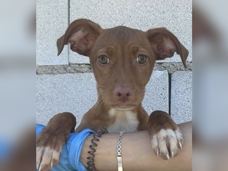 Gabbana - kleine weiße Pfötchen auf dem Weg ins große Glück