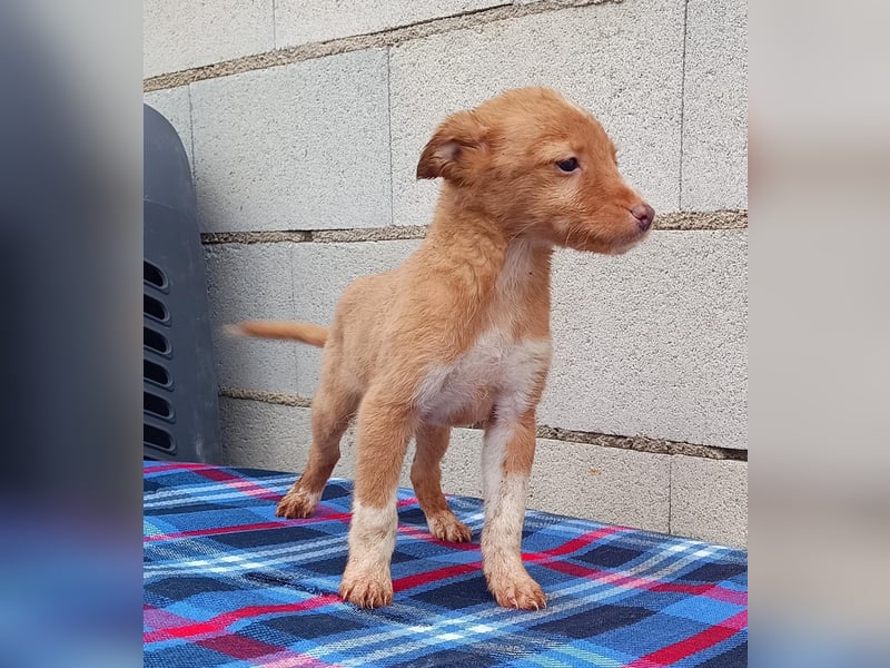 Bianca, kleines Mädchen sucht ihr Glück