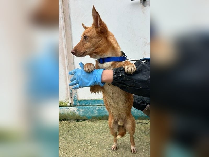 Hugo – Der Podenco auf kurzen Beinen und mit ganz großem Charme!