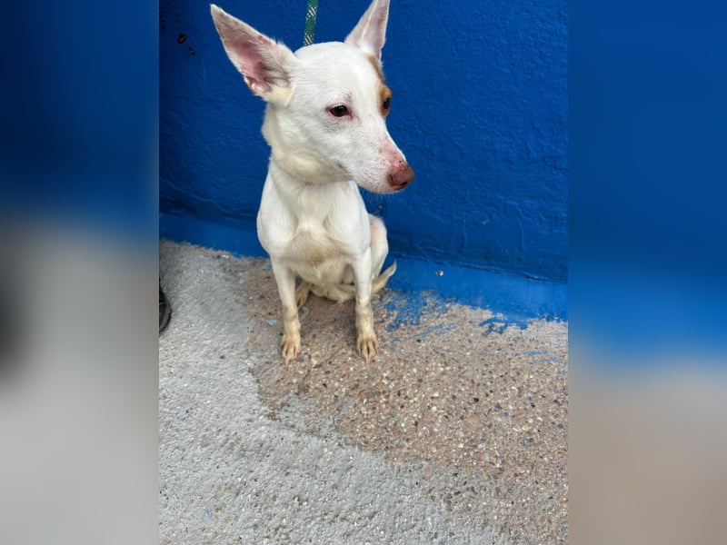 Luni – Ein zartes Podencoherz sucht endlich Sicherheit und Liebe