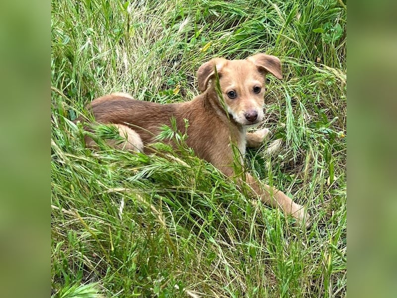 Ein verspieltes Herz auf der Suche: Bimba wartet auf ihre Familie!