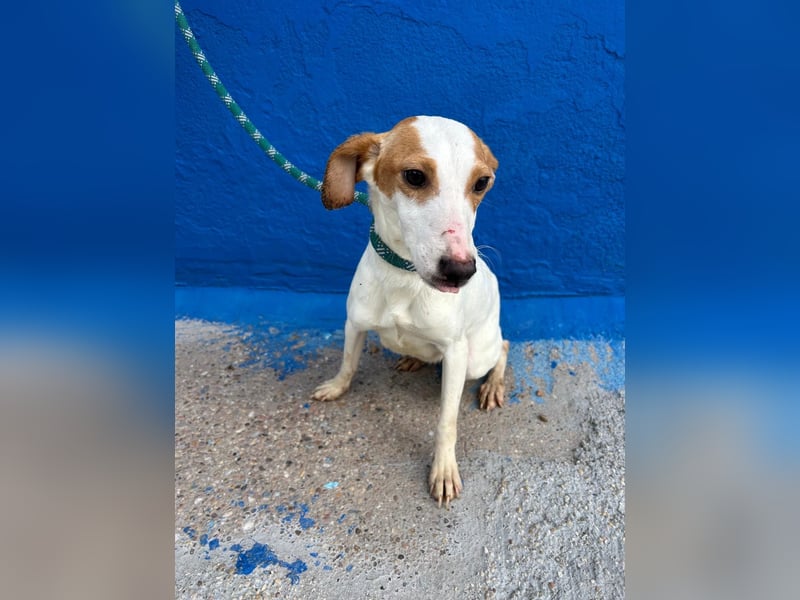 Ria, eine kleine zarte Podenca