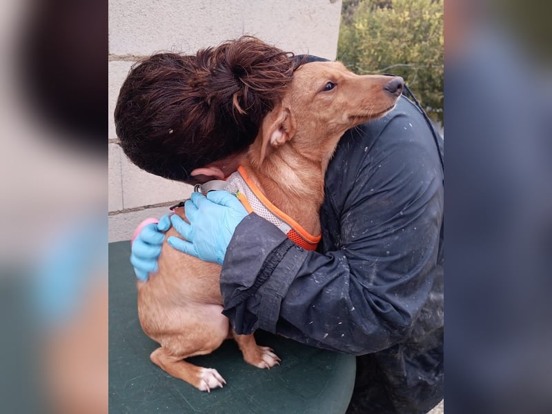 Tibs, sucht ein warmes Körbchen über den Winter