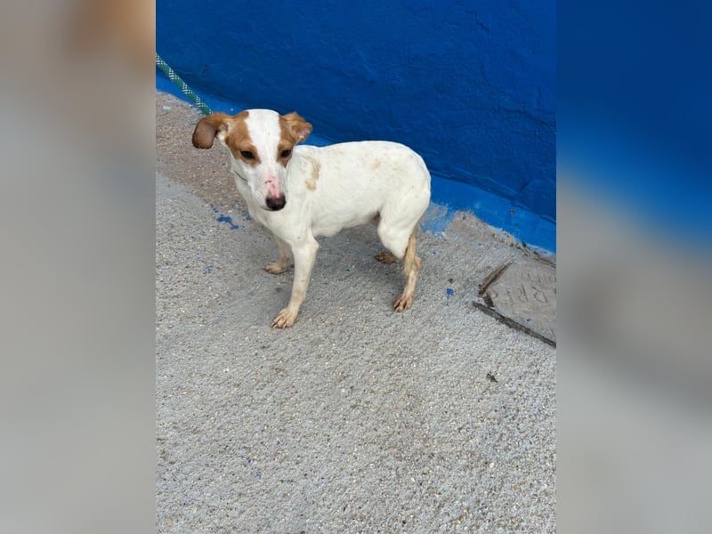 Ria, eine kleine zarte Podenca