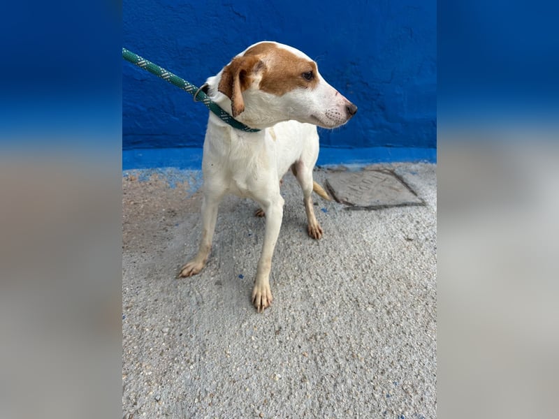 Ria, eine kleine zarte Podenca