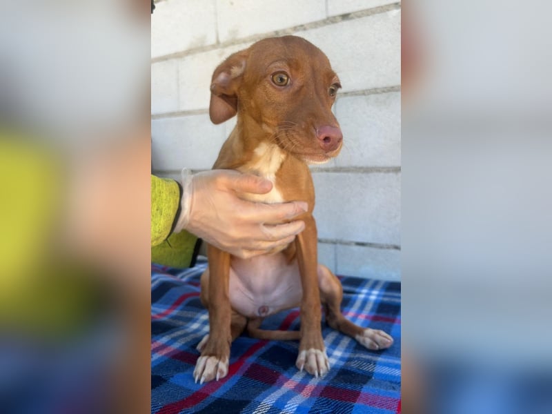 Gabbana - kleine weiße Pfötchen auf dem Weg ins große Glück