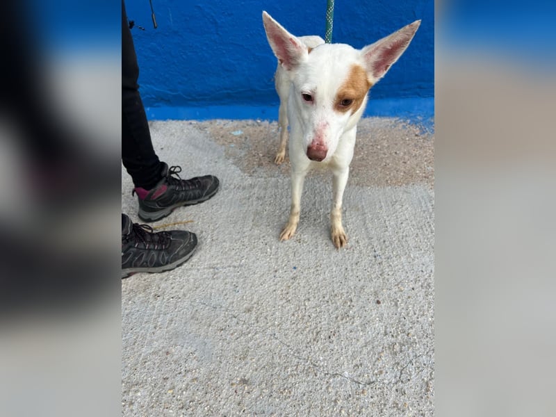 Luni – Ein zartes Podencoherz sucht endlich Sicherheit und Liebe