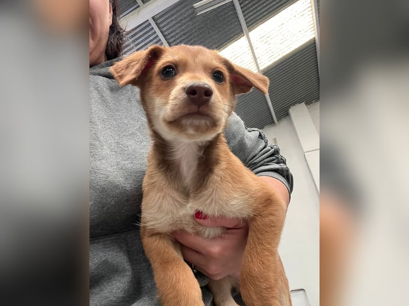 Ein verspieltes Herz auf der Suche: Bimba wartet auf ihre Familie!