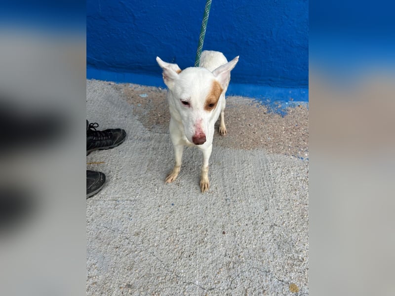 Luni – Ein zartes Podencoherz sucht endlich Sicherheit und Liebe