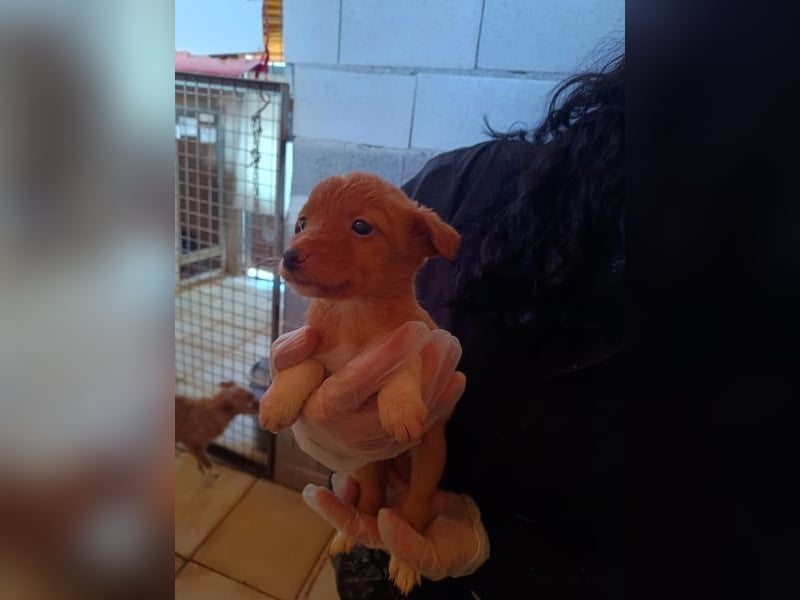 Bianca, verspielt und menschenbezogen