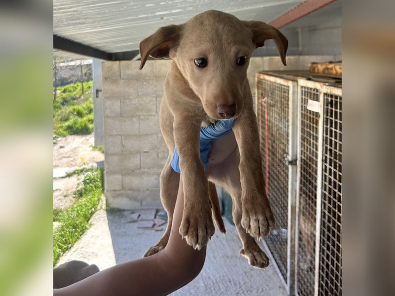 Puma, neugieriger Welpenbube ist bereit die Welt zu entdecken