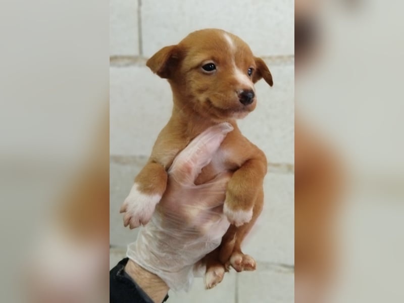 Dario, bringt Spaß, Chaos & ganz viel Liebe