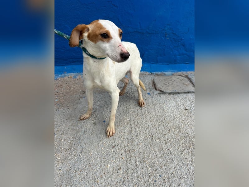 Ria, eine kleine zarte Podenca