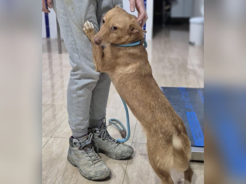 Hugo, auf kurzen Beinen und mit ganz großem Charme