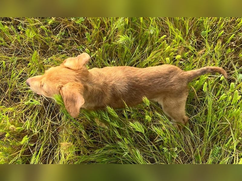 Ein verspieltes Herz auf der Suche: Bimba wartet auf ihre Familie!