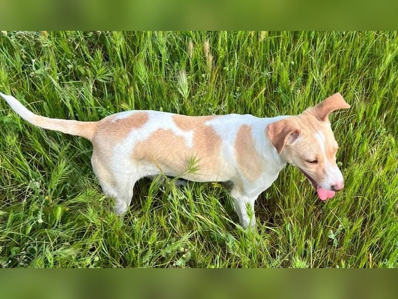 Lola - kleine Lachmaus  sucht ihr großes Glück