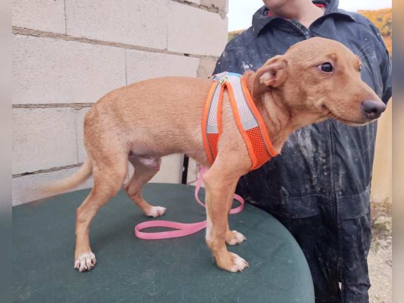 Tibs, sucht ein warmes Körbchen über den Winter