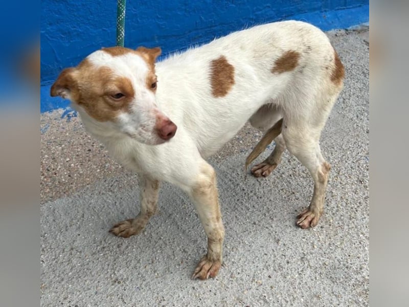 Chira, wo darf sie ihren Platz finden ?