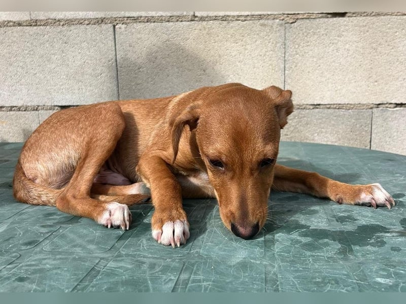 Tibs, sucht ein warmes Körbchen über den Winter