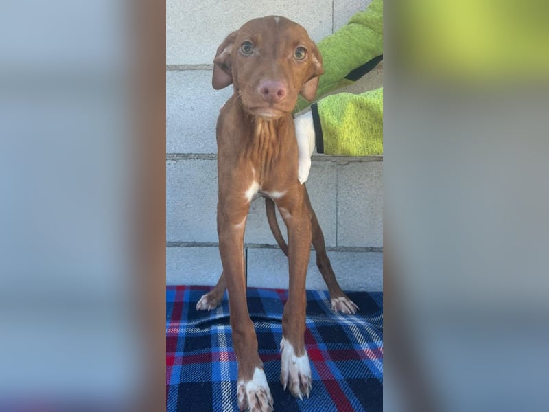 Dolce , Junger Entdecker sucht sein Für-immer-Zuhause