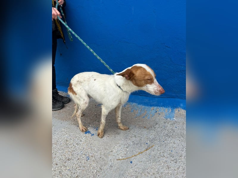 Baloo, wünscht sich ein sicheres Zuhause