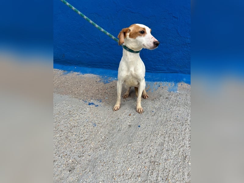 Ria, eine kleine zarte Podenca