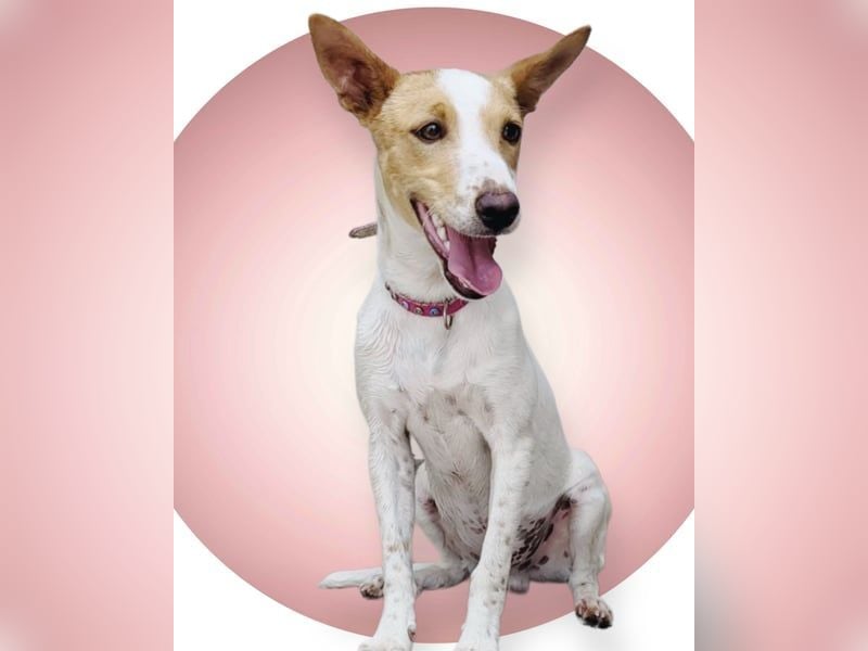 Suki, wer gibt ihm eine Chance auf ein Körbchen