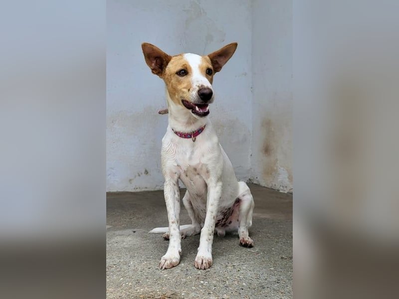Suki, wer gibt ihm eine Chance auf ein Körbchen