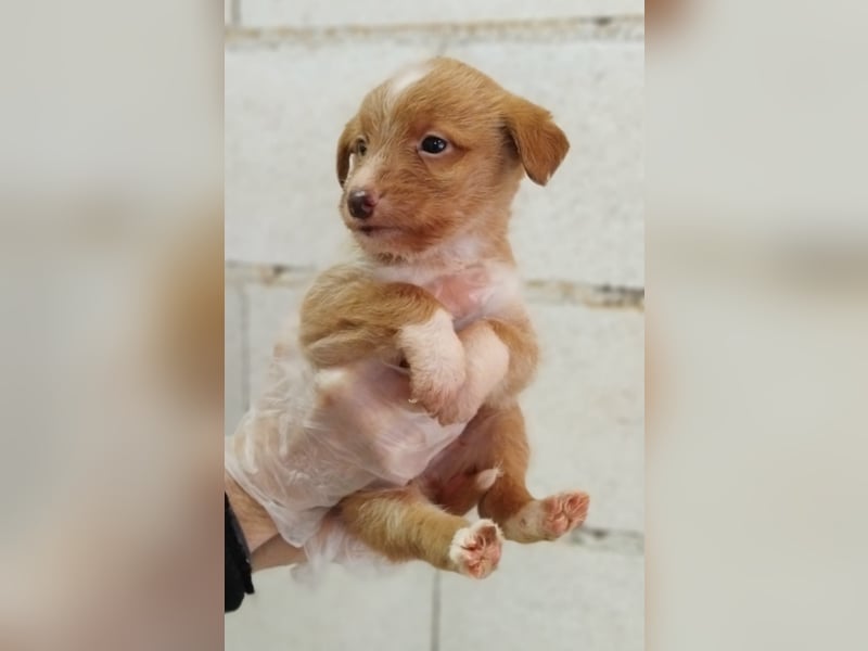 Carlos, bringt gute Laune ins neue Heim