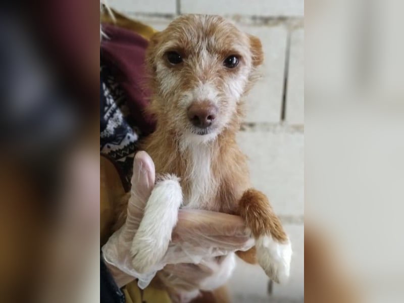 Bianca, kleines Mädchen sucht ihr Glück