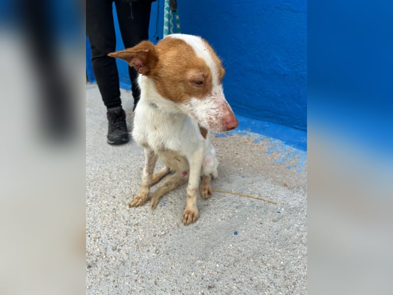 Baloo, wünscht sich ein sicheres Zuhause