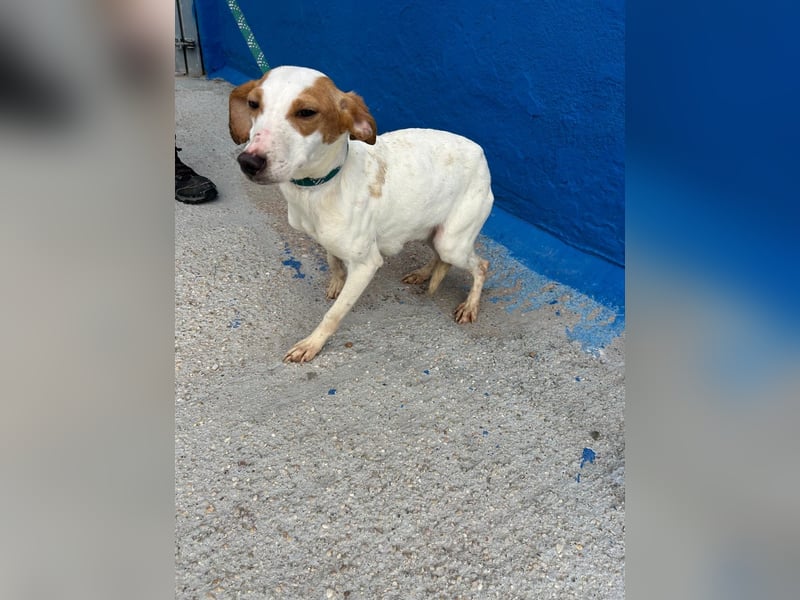 Ria, eine kleine zarte Podenca