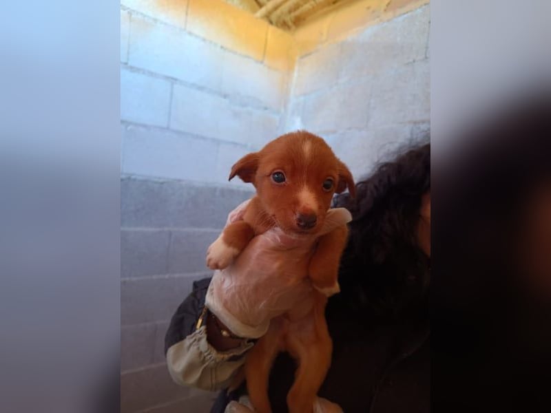 Dario, klein wild frech und wunderbar