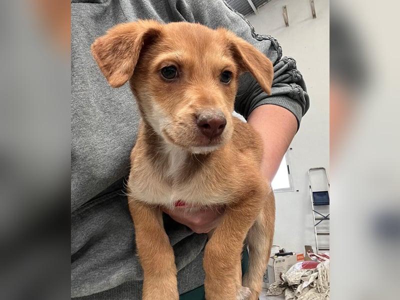 Ein verspieltes Herz auf der Suche: Bimba wartet auf ihre Familie!