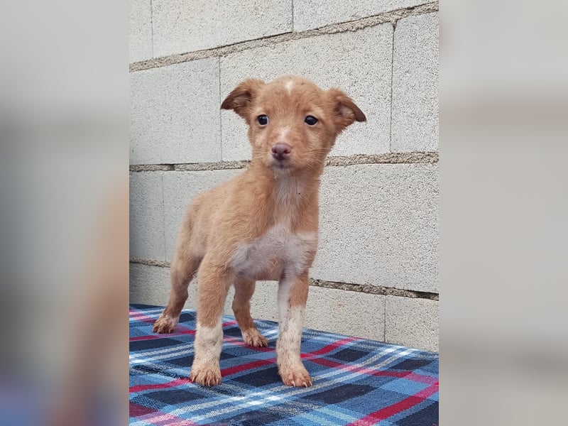 Bianca, kleines Mädchen sucht ihr Glück