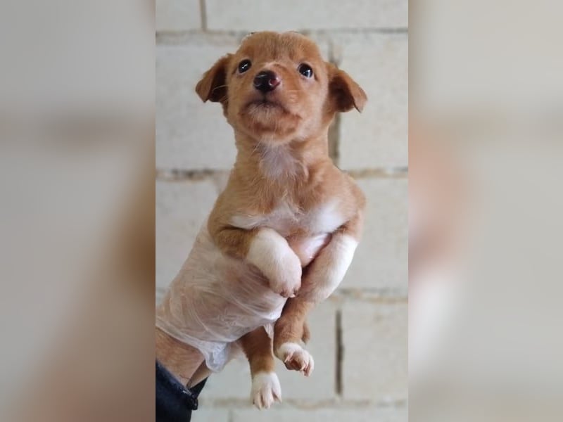 Bianca, kleines Mädchen sucht ihr Glück