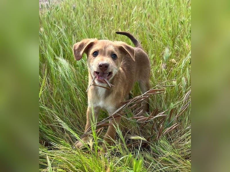 Ein verspieltes Herz auf der Suche: Bimba wartet auf ihre Familie!