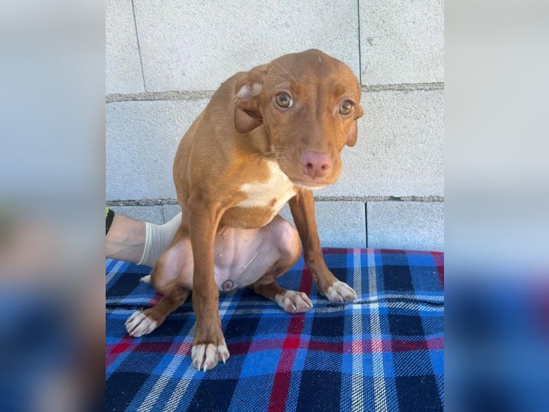 Gabbana - kleine weiße Pfötchen auf dem Weg ins große Glück