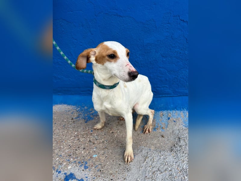 Ria, eine kleine zarte Podenca