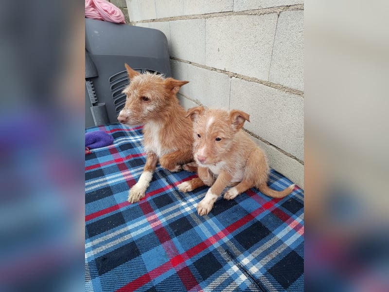 Carlos, bringt gute Laune ins neue Heim