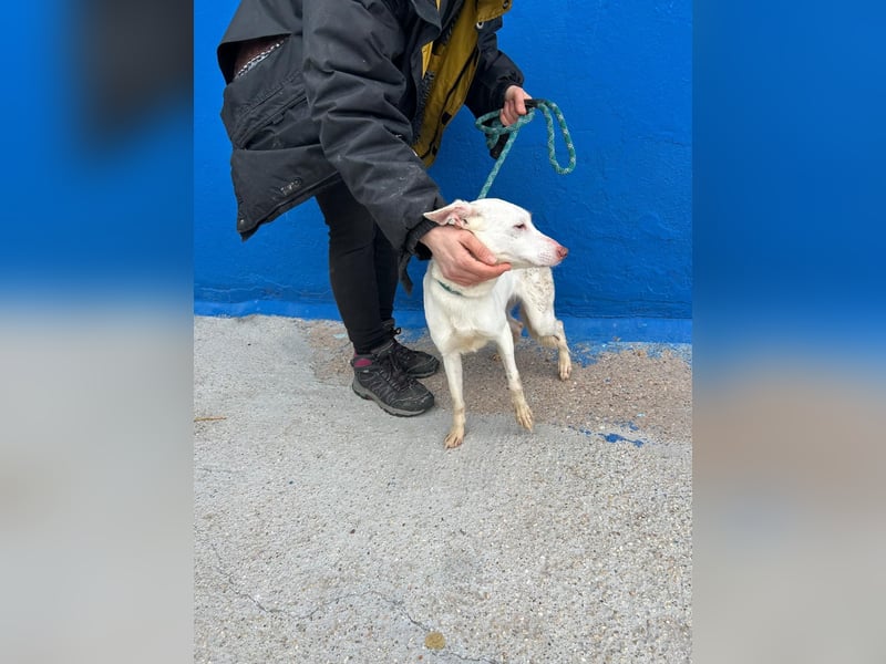 Luni – Ein zartes Podencoherz sucht endlich Sicherheit und Liebe