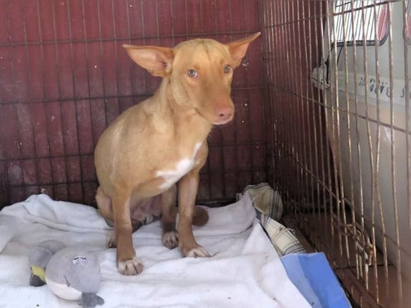 Kino- Podencomix sucht liebevolles Körbchen.