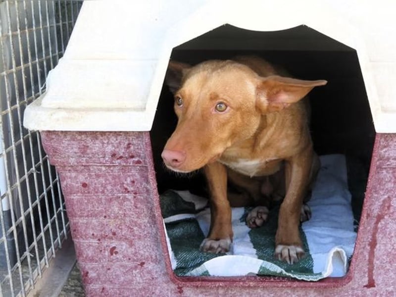 Kino- Podencomix sucht liebevolles Körbchen.