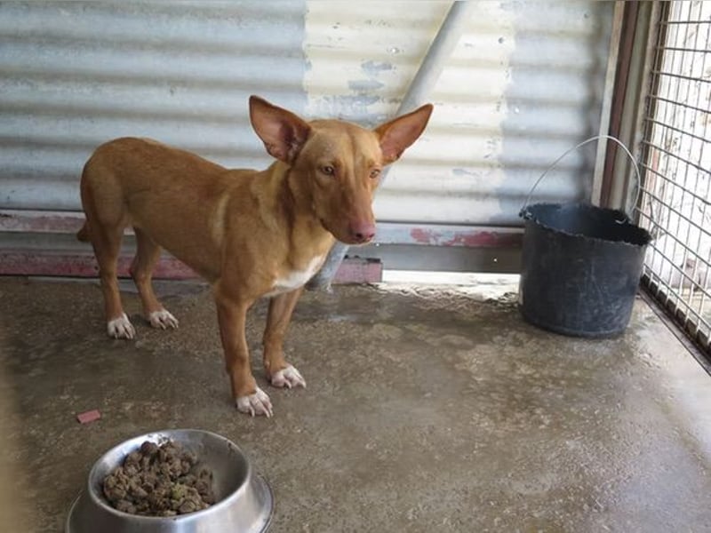 Kino- Podencomix sucht liebevolles Körbchen.