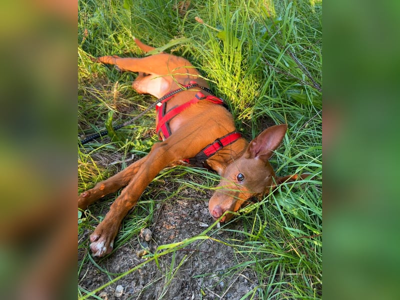 Okal - kleine Bambi Podi-Hündin mit Energie und Kuschelfaktor sucht ihre Menschen