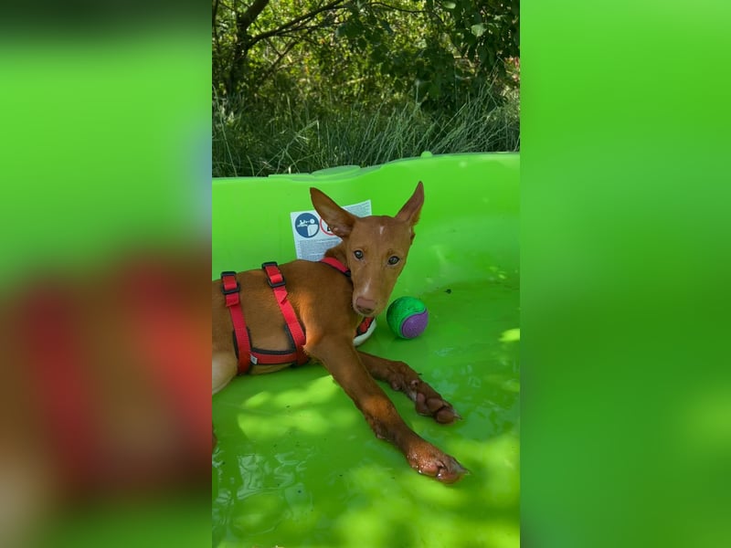 Okal - kleine Bambi Podi-Hündin mit Energie und Kuschelfaktor sucht ihre Menschen