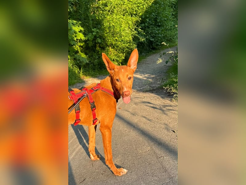Okal - kleine Bambi Podi-Hündin mit Energie und Kuschelfaktor sucht ihre Menschen