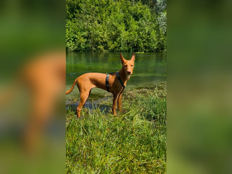 Okal - kleine Bambi Podi-Hündin mit Energie und Kuschelfaktor sucht ihre Menschen