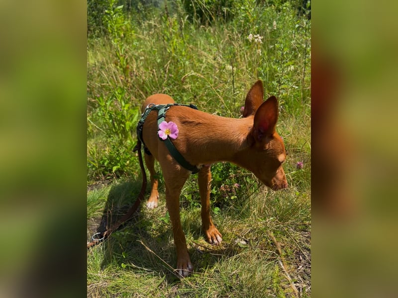 Okal - kleine Bambi Podi-Hündin mit Energie und Kuschelfaktor sucht ihre Menschen
