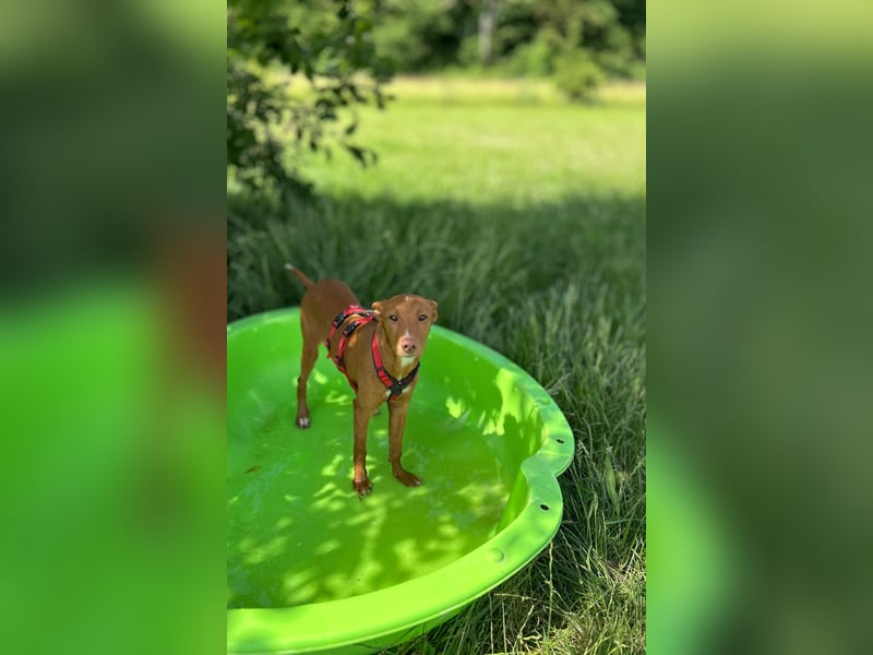 Okal - kleine Bambi Podi-Hündin mit Energie und Kuschelfaktor sucht ihre Menschen